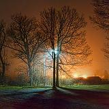 Trees In Night Lights_19757-62